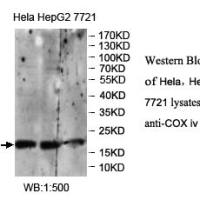 COX iv Antibody