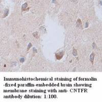 CNTFR Antibody