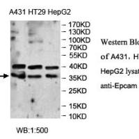 EpCAM Antibody