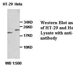 k-ras Antibody