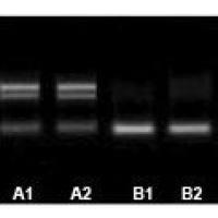 组织/细胞miRNA提取试剂盒