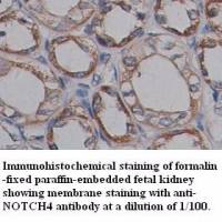 NOTCH4 Antibody