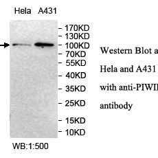 PIWIL3 Antibody
