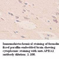 APBA1 Antibody