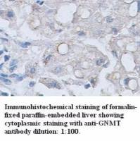GNMT Antibody