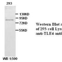 TLE4  Antibody