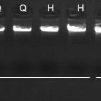 15min高产全血基因组DNA提取试剂盒