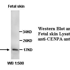 CENPA Antibody