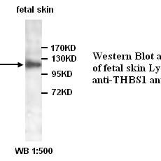 THBS1 Antibody