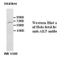 AK5 Antibody