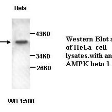 AMPK beta 1 Antibody