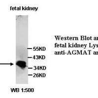 AGMAT Antibody