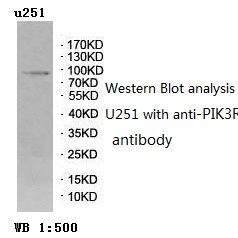 PIK3R2 Antibody