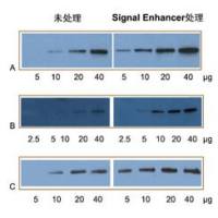 Western Blot 信号增强剂