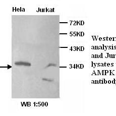 AMPK gamma 1 Antibody