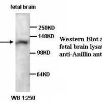 Anillin Antibody