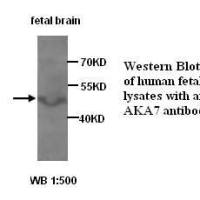 AKAP7 Antibody