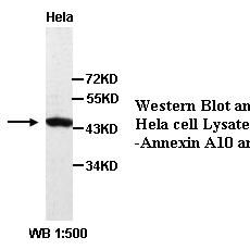 Annexin A10 Antibody