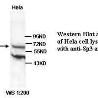 SP3 Antibody