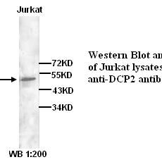 DCP2 Antibody