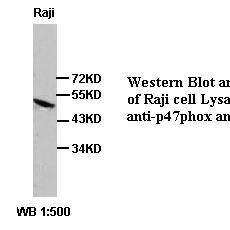 p47phox Antibody