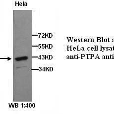 PTPA Antibody