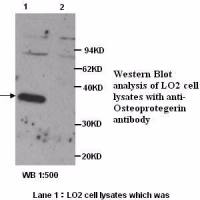 Osteoprotegerin Antibody