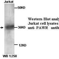 PAWR Antibody