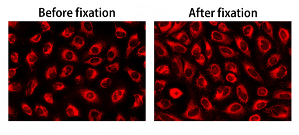 全套线粒体研究工具，帮你“一网打尽”！