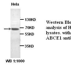 ABCE1 Antibody