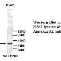 Annexin A1 Antibody