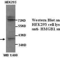 HMGB1 Antibody