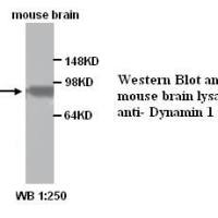 Dynamin 1 Antibody