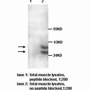 PARP11 Antibody