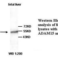 ADAM15 Antibody