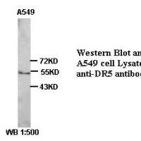 DR5 Antibody
