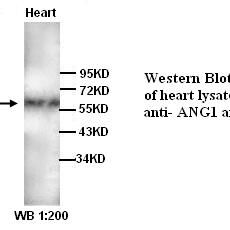 ANG1 Antibody