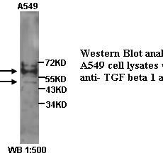 TGF beta 1 Antibody