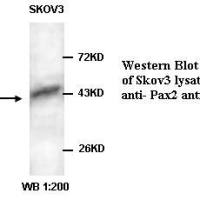 PAX2 Antibody
