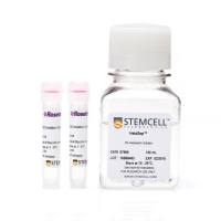 RosetteSep™人脐带血祖细胞富集试剂盒