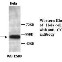 CCNA1 Antibody