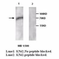 AIFM1 Antibody