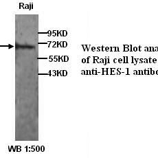 HES-1 Antibody