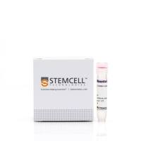 RosetteSep™人CD8+ T细胞富集抗体混合物