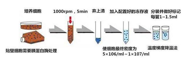 Caco-2人结直肠腺癌细胞