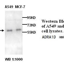 ADRA1D Antibody