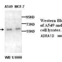 ADRA1D Antibody