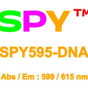 SPY595-DNA活细胞荧光染剂