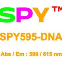 SPY595-DNA活细胞荧光染剂