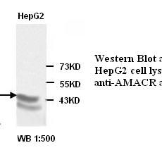 AMACR Antibody